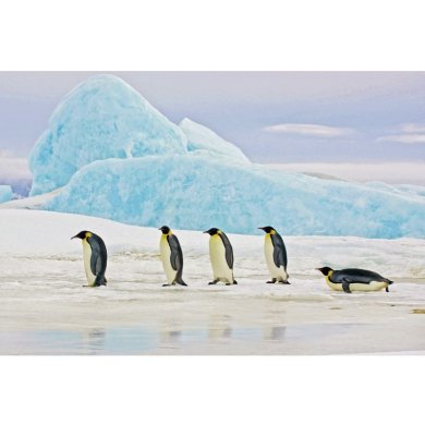 Картина на склі Signal Penguins PENGUINS120
