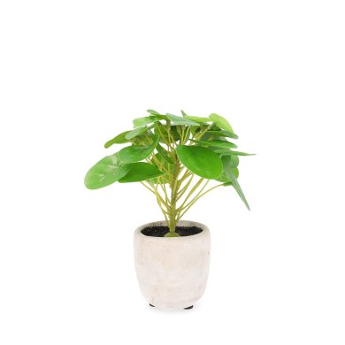Искусственное растение в горшке Homla Edera Pilea 19см | Зеленый / Бежевый 209200