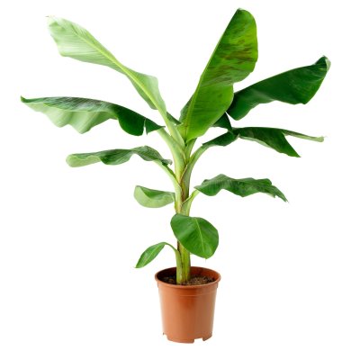 IKEA Живе рослина MUSA BANANA (ИКЕА MUSA BANANA) 90096362